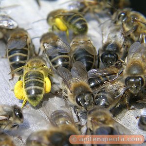 abeja con polen para pan de abeja en apiterapia HD